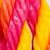 Hot Pink - Coral - Yellow