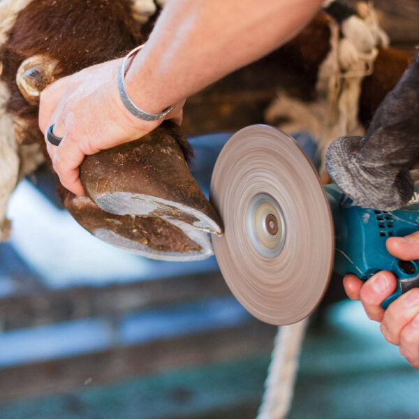 Hoof Grinder Disc