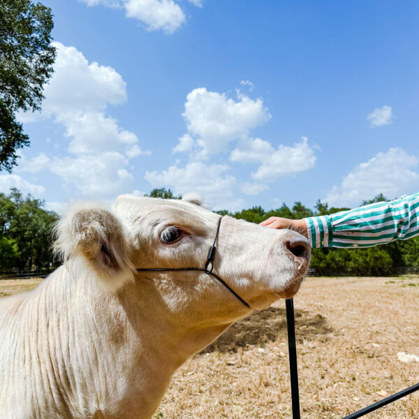 Phantom Halter