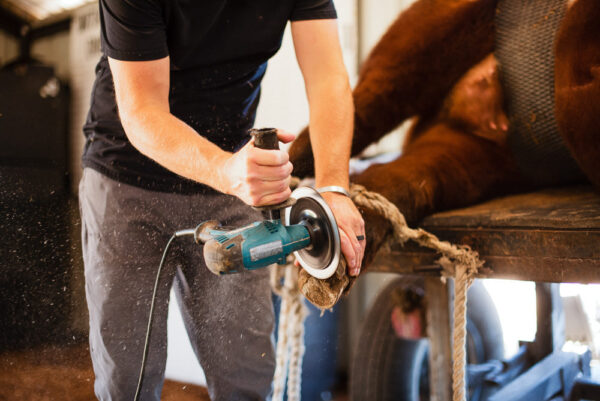 Hoof Grinder Disc