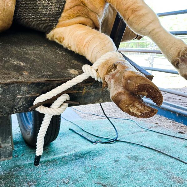 Leg Ropes (Pack of 4)