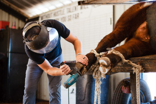 Hoof Grinder Disc