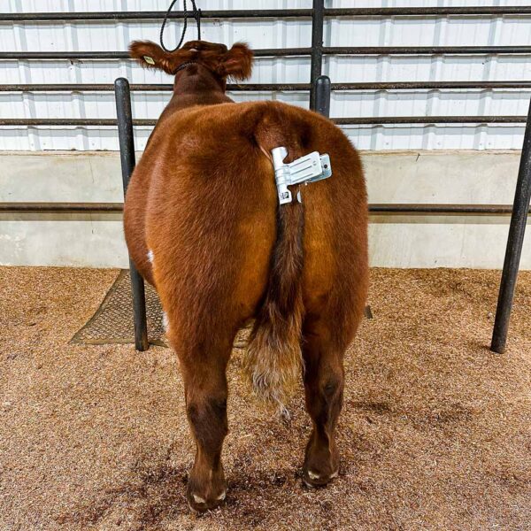 Tail Clamp