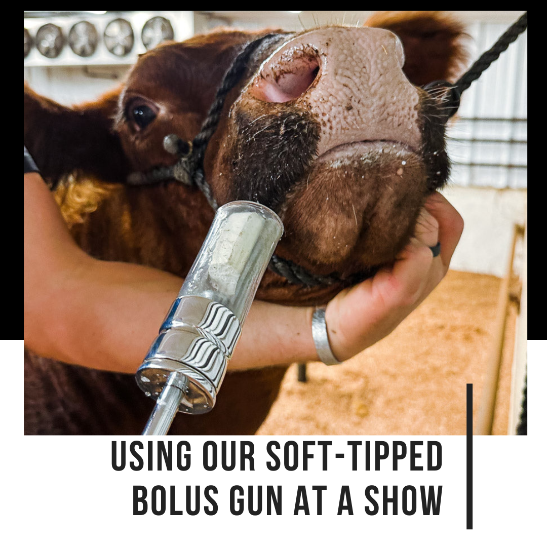 Featured image for “Using Our Soft-Tipped Bolus Gun at a Show”