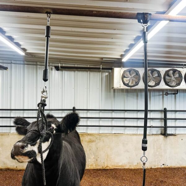Little Bungee With Quick Release - 2 ft - Image 4