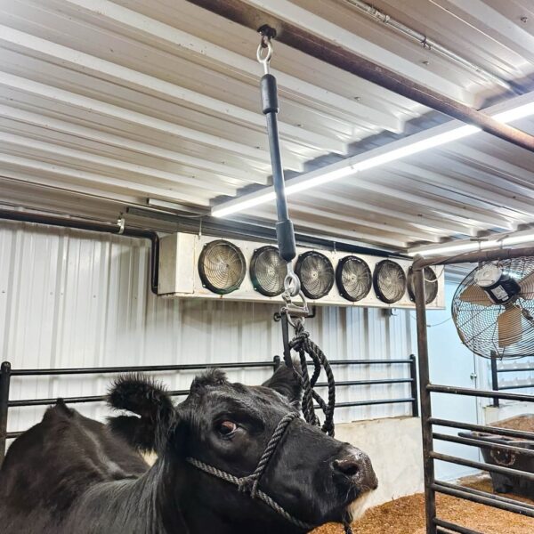 Little Bungee With Quick Release - 2 ft - Image 2