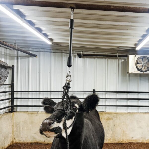 Little Bungee With Quick Release - 2 ft