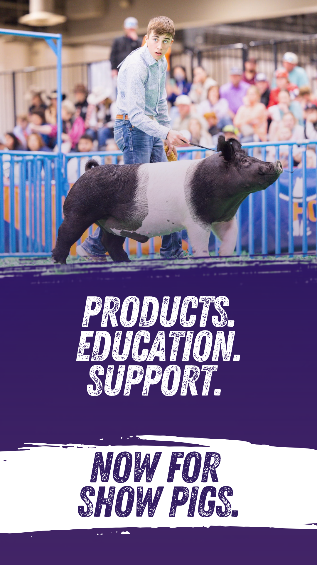 Featured image for “Meet Stock Up Show Pigs!”